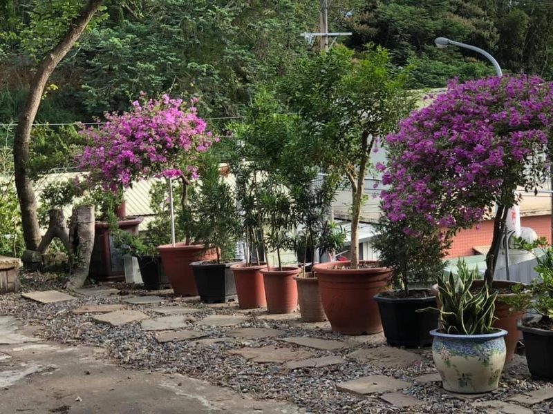 無為禪寺｜院落花影